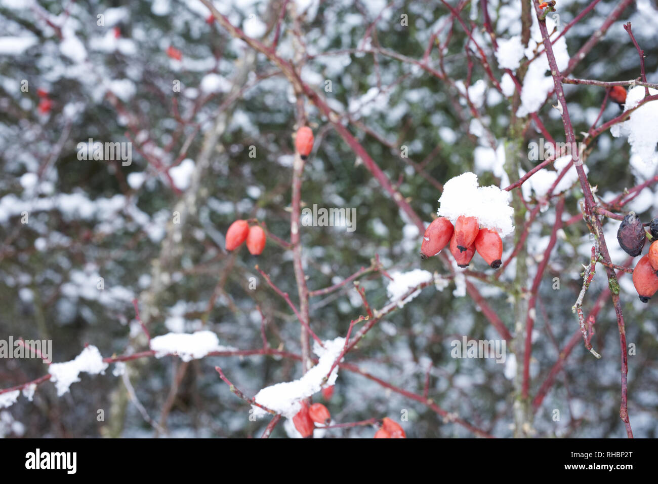 Cinorroidi in inverno la neve. Foto Stock