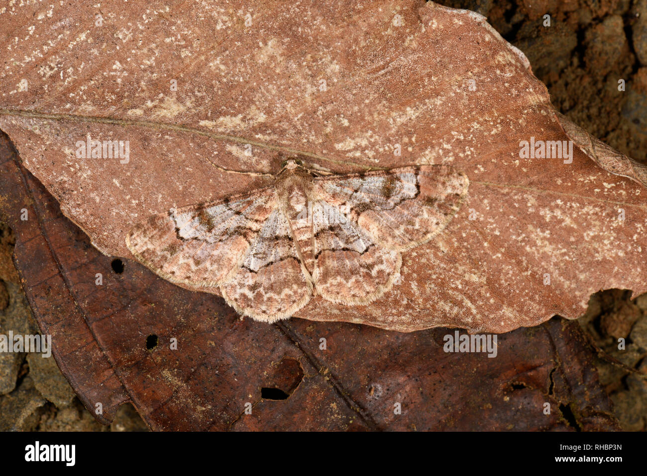 Costa Rica Tarma (Iridopsis herse) adulto a riposo sulla foglia morta, foglia morta imitare,Turrialba, Costa Rica, Ottobre Foto Stock