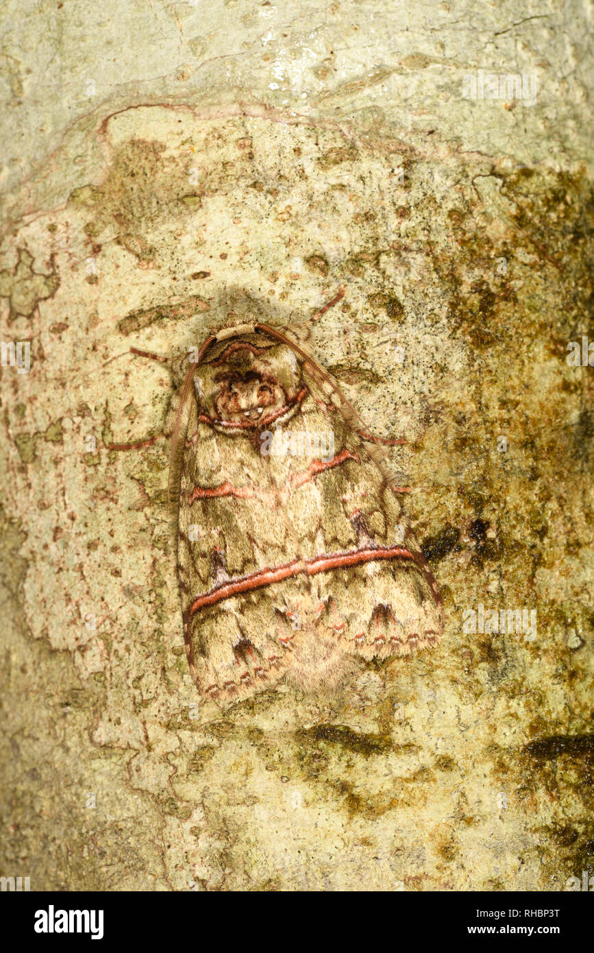 Costa Rica Tarma (Eragisa barnesi) adulto a riposo, camuffati sul tronco di albero, Turrialba, Costa Rica, Ottobre Foto Stock