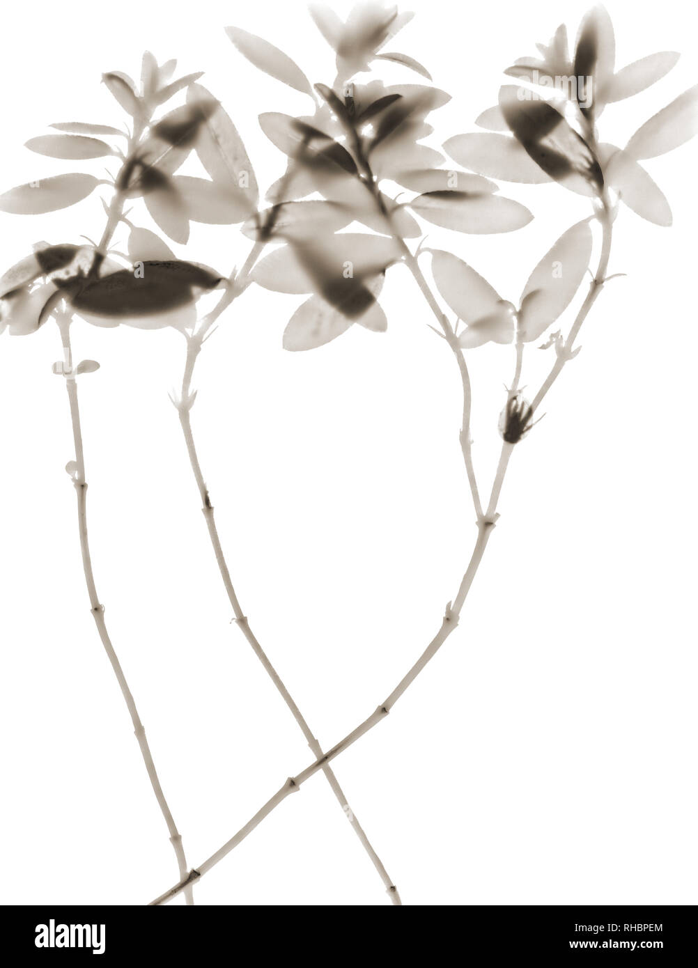 Il nero di seppia, fotogramma di una serie di immagini denominate forme naturali Foto Stock