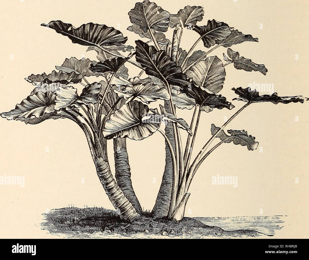 . Il libro del giardinaggio; un manuale di orticoltura. ; Giardinaggio Floricoltura. 926 Il libro di giardinaggio. Muse, troppo-M. Cavendishii e M. enseie più particolarmente- pur richiedendo notevole spazio, sono tra i più efficaci i soggetti che possono essere associati a tali foliaged ornamentali piante come Colocasia antiquoriim^ C. escuknta, C. odorata (Fig. 613), Pandanus Veitchii, Aipinia nutans, A. vittata, Xantho- sonia Lindenii, X. violaceum, Dieffenbachia Bausei, D. cheIsom D. magnifica, Caladhim bicolor, C- Cha7itinii, e molti della familiarità brillante-colorato forme ibride. Questi dovrebbe Foto Stock