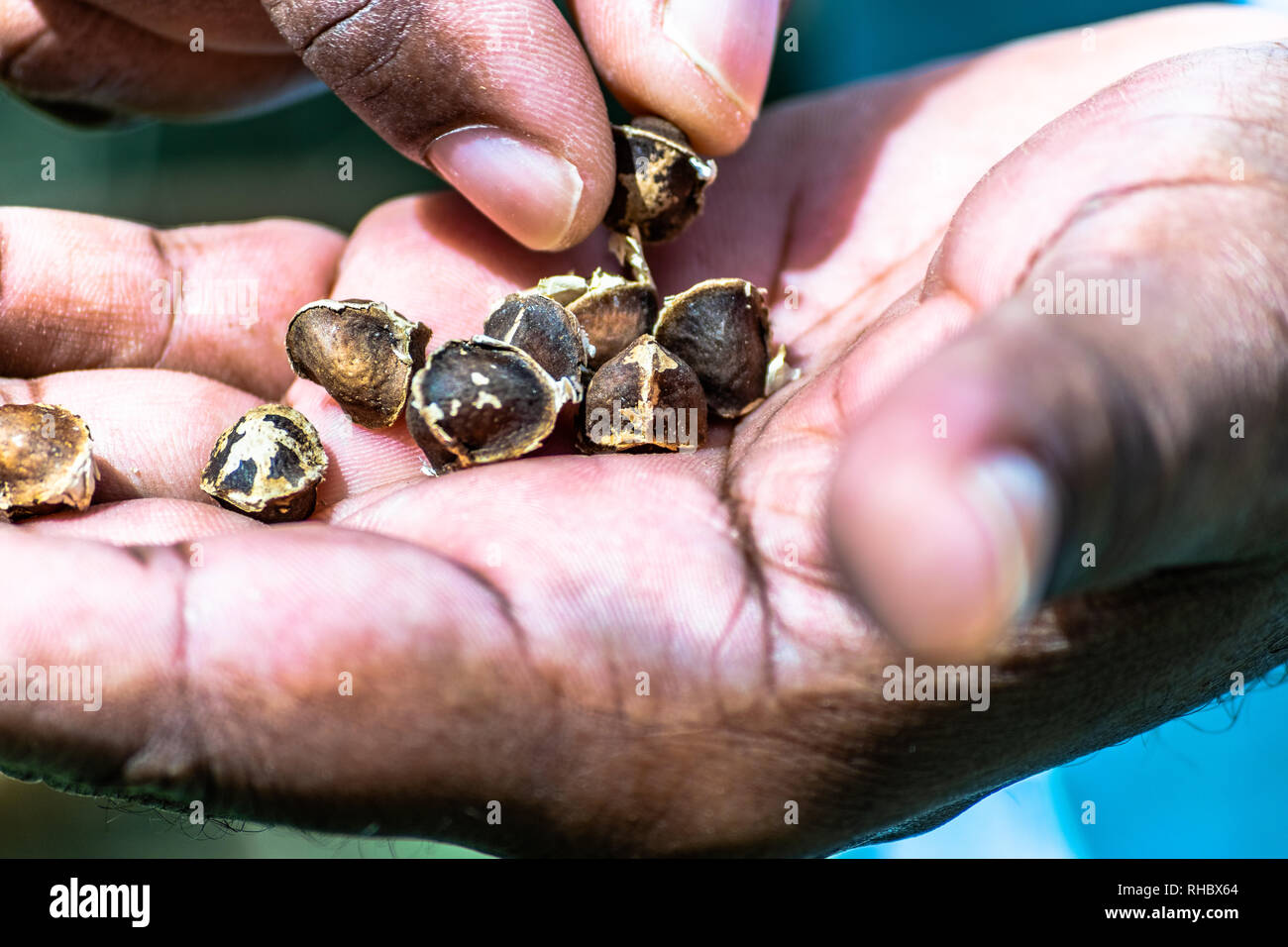 Chiudere fino al nero maschio adulto mani tenendo una nuova scelta di moringa semi. Foto Stock