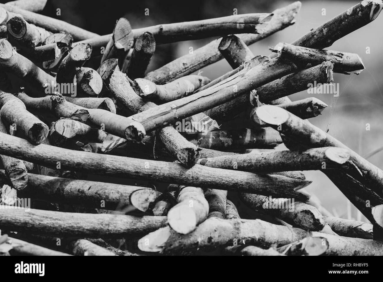 Chiudere su un palo di legno tagliati dai tronchi e rami Foto Stock
