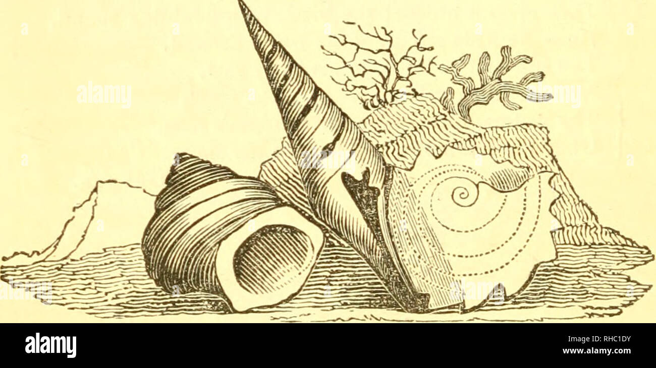 . Il libro di gusci : contenente le classi Mollusca, Conchifera, Cirrhipeda, Annulata, e crostacei. Molluschi e conchiglie. 40 CLASSE MOLLUSCA. Il Caniculated Pear-Shell, (Py?'M?una caniculata.) Questo guscio è trovato nel mare ghiacciato, e sulla costa del Canada, e raggiunge la lunghezza di 7 pollici. L'animale del Pyrula è attualmente sconosciuto! Vi è una sorta di chiglia o cresta lungo il bordo dei vortici che si affievolisce in molto vecchi esemplari. Ci sono così tanti come otto e venti specie di questa shell. Il Split-Mouth babilonese, (Plewrotoma babylonia.) Il Bab}Split-Mouth Ionio è trovata Foto Stock