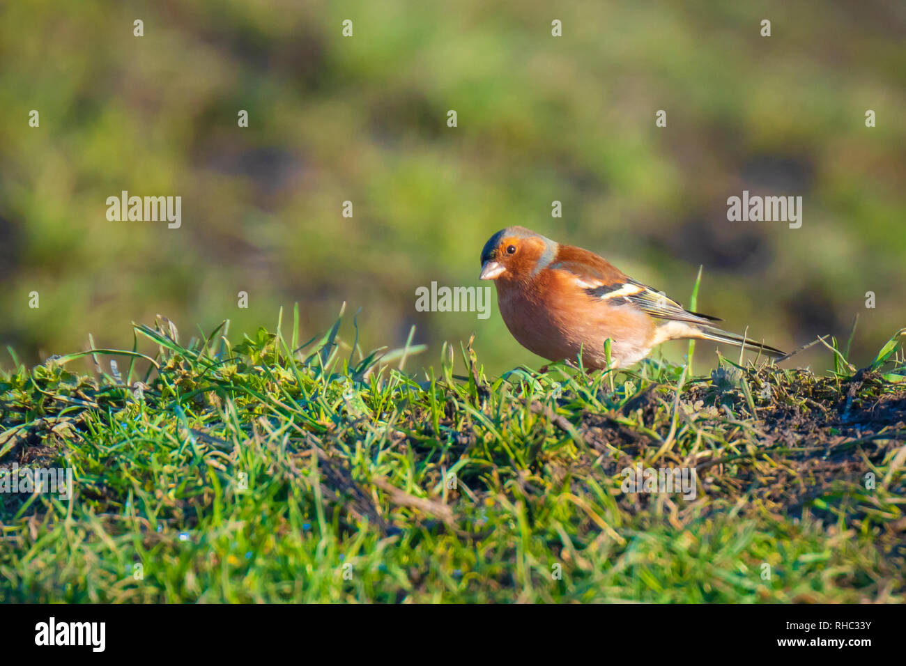 Primo piano di un maschio di fringuello bird, Fringilla coelebs, rovistando in un prato verde prato Foto Stock
