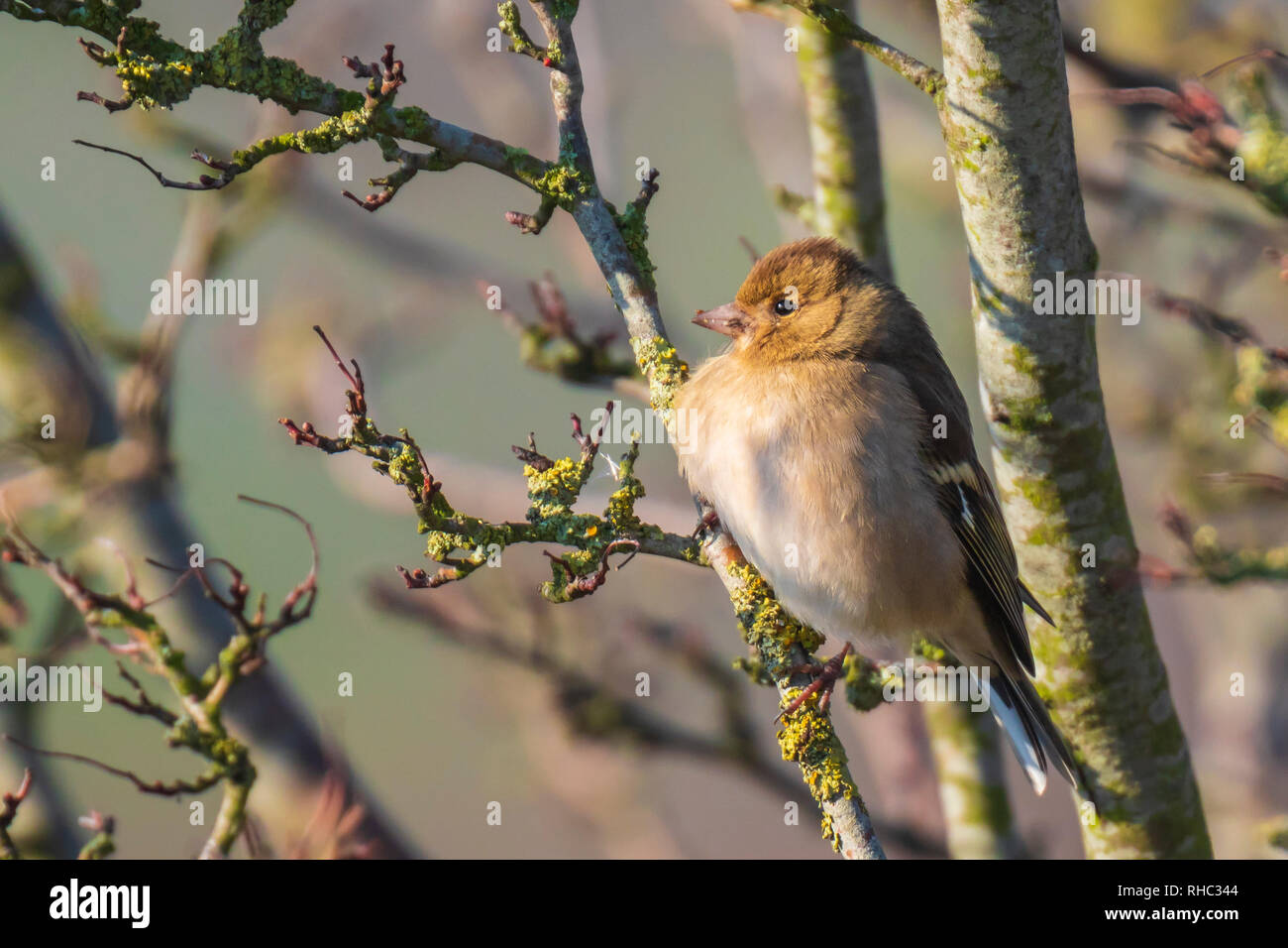 Primo piano di una femmina di fringuello, Fringilla coelebs, arroccato in una struttura ad albero Foto Stock
