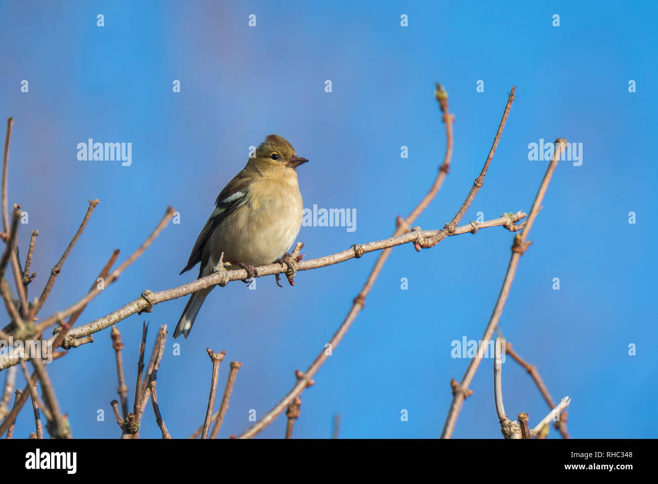 Primo piano di una femmina di fringuello, Fringilla coelebs, arroccato in una struttura ad albero Foto Stock