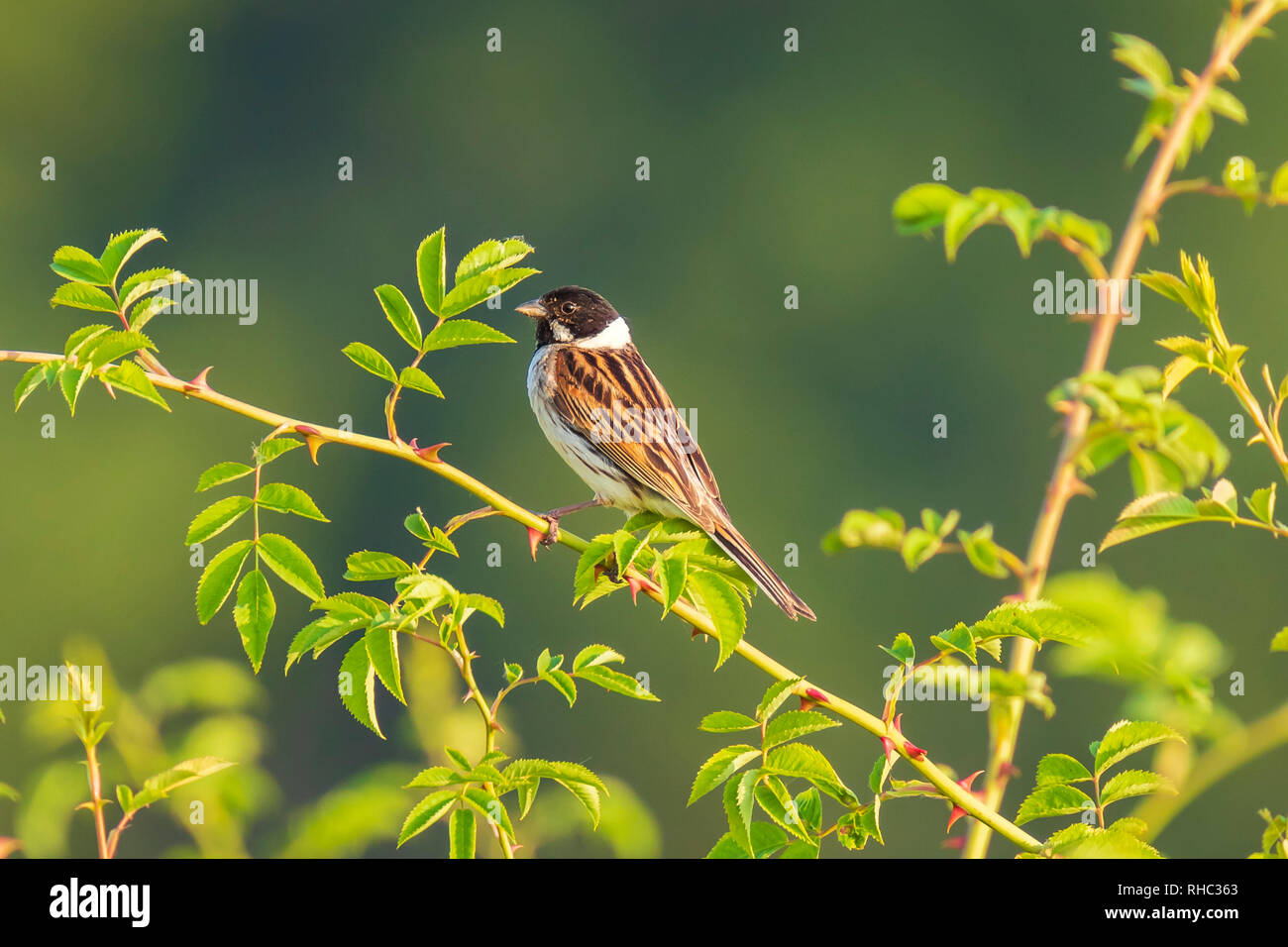 Maschio di uccello reedbunting Emberiza schoeniclus canto degli uccelli in una macchia verde con sfondo verde in una giornata di sole Primavera Foto Stock