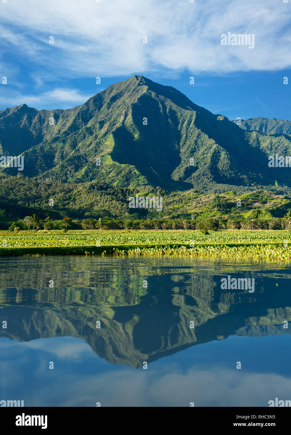 Foglie di Taro frame di Na Pali montagne in Kauai Foto Stock