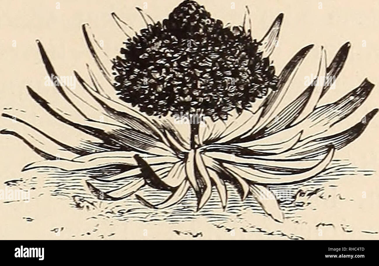 . Il libro del giardinaggio; un manuale di orticoltura. ; Giardinaggio Floricoltura. ox HARDY BULBI E TUBERI. 349 Per naturalising, non vi è niente di meglio di S. nutans^ il giacinto di legno o Bluebell dei nostri boschi cedui e il suo bianco e rosso forma assimilabile in forma il giglio della valle; e S. hispanica {campanulata) (Fig. 228) e la sua forma bianca (alba). Essi sono forti coltivatori, e difficilmente può essere troppo liberamente piantato, specialmente in erba, mentre essi si classifica tra i migliori soggetti a bulbo per piantare sotto l'ombra degli alberi più grandi ; essi fiore nella tarda primavera. S. italica è un altro luminose- c Foto Stock