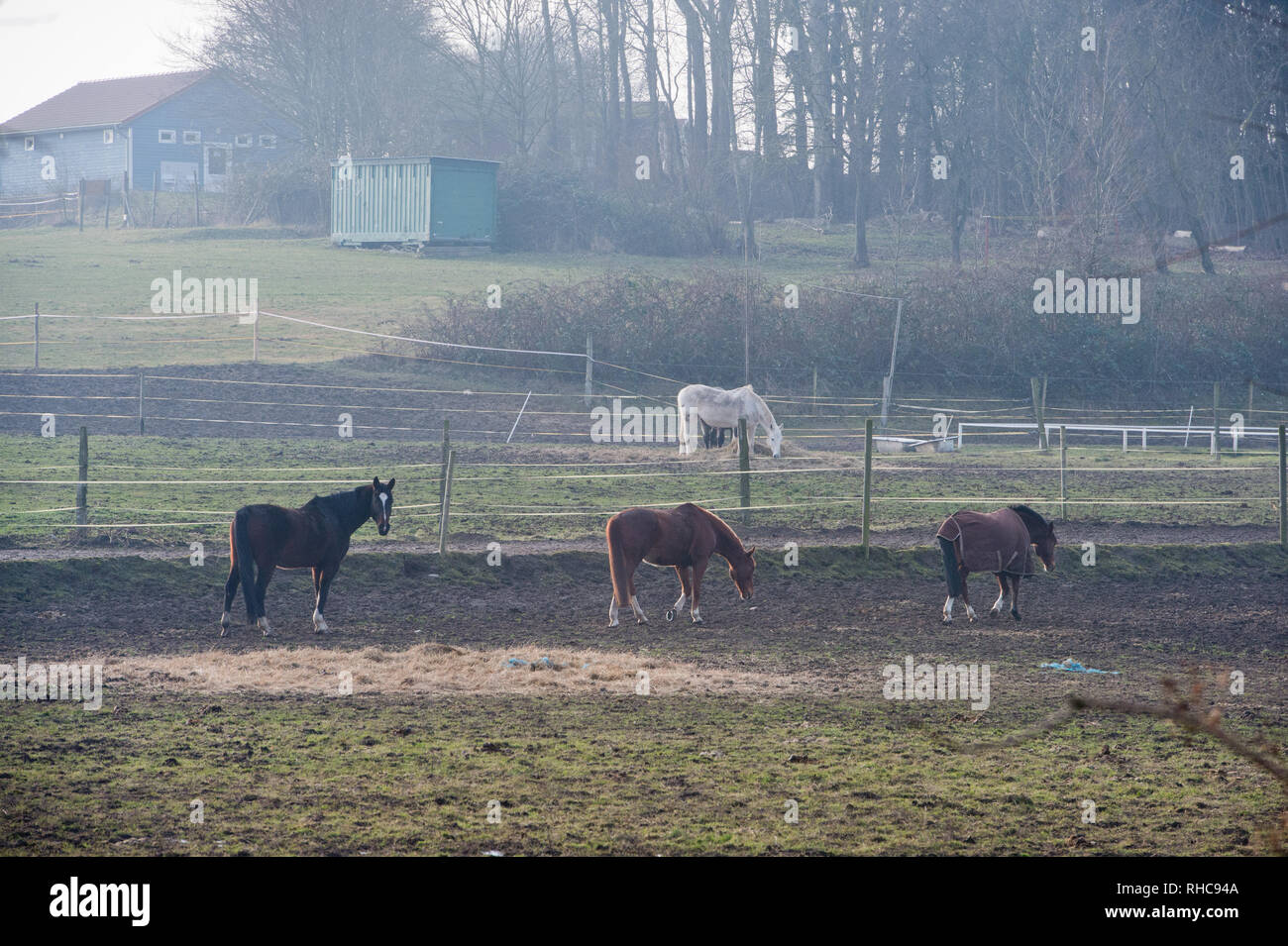 Barth, Germania. 31 gennaio, 2019. I cavalli pascolano in un pascolo a Barth Ostello della Gioventù. L'ostello della gioventù è quello di essere chiuso alla fine della stagione 2019. La struttura con fattoria equestre è aperta agli ospiti dal 30.03.2019 al 03.11.2019. Per la fine del 2019, Barth è circa un possibile riutilizzo della fattoria equestre. Il 2018 è stato un anno da sogno per il settore del turismo grazie alla continua estate. Non così per gli ostelli della gioventù, dove il numero di pernottamenti in una fase di stagnazione. Gli ostelli sono stati colpiti anche dal punto di vista sociale lo sviluppo e il crescente rischio di povertà. Credito: Stefan Sauer/dpa/Alamy Live News Foto Stock