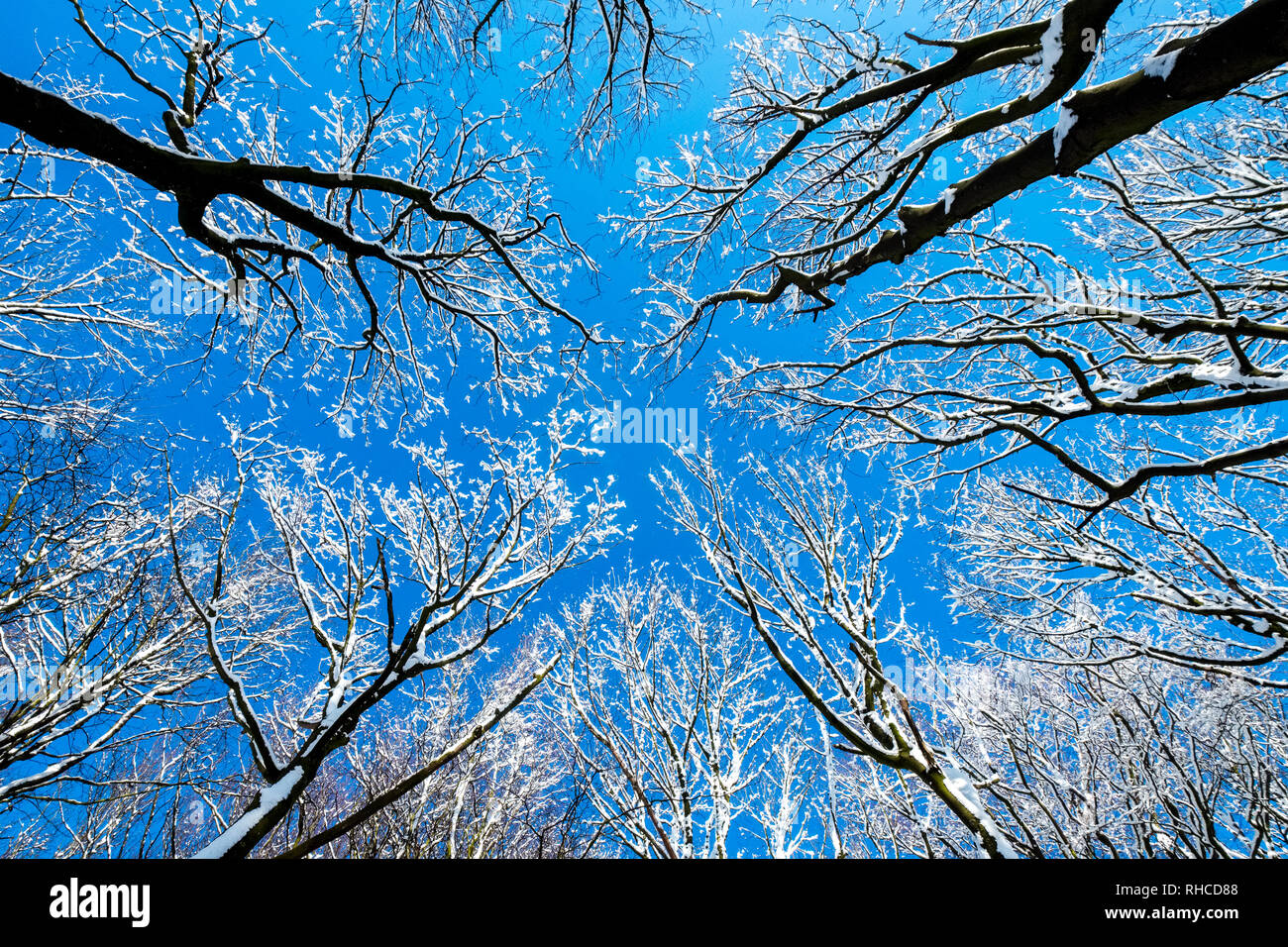 Buxton Derbyshire, Regno Unito. Il cielo blu e la neve trasforma questo bosco a bordo del Peak District città di Buxton. Rami nevoso raggiungere verso un cielo blu Foto Stock