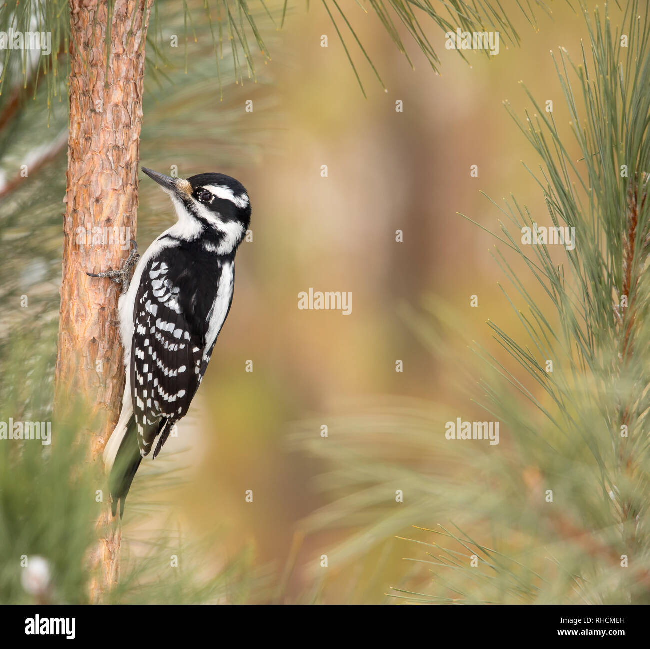 Femmina picchio pelose su un rosso pino in Wisconsin settentrionale. Foto Stock