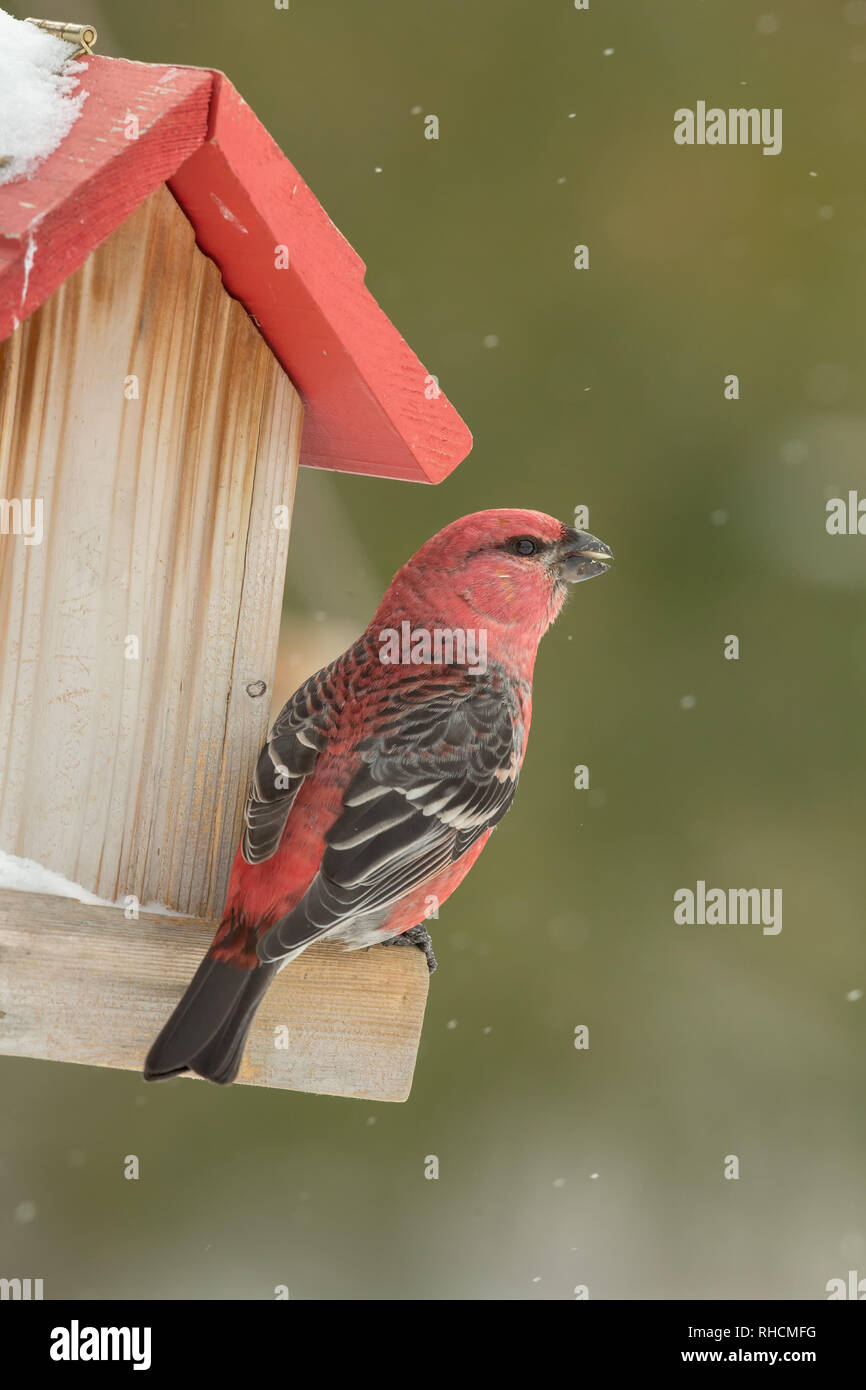 Pino maschio grosbeak arroccato su un cortile bird feeder in Wisconsin settentrionale. Foto Stock