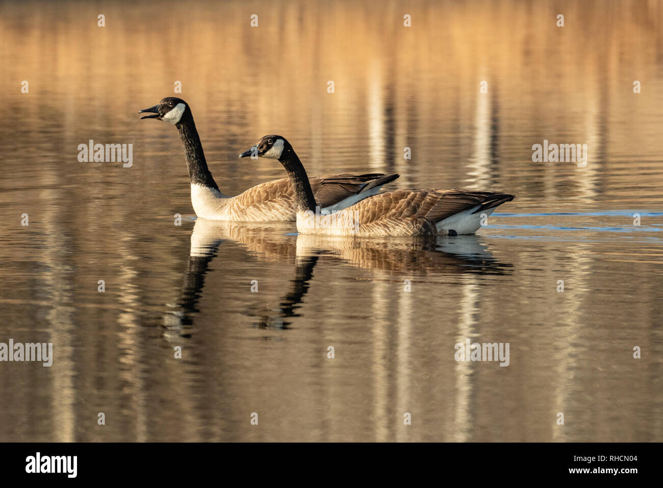 Oche del Canada su un Wisconsin settentrionale del lago. Foto Stock