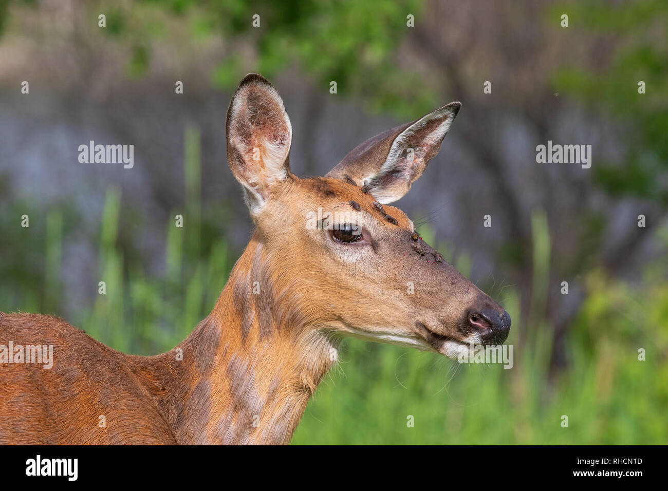 White-tailed doe ricoperti di mosche. Foto Stock