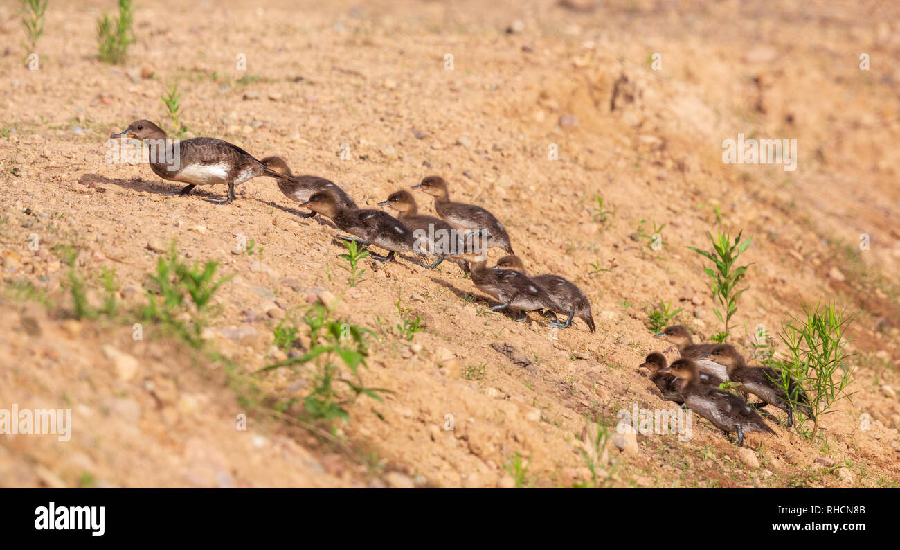 Cappa di gallina merganser portando i suoi anatroccoli attraverso alcuni terreni a secco tra due corpi di acqua. Foto Stock