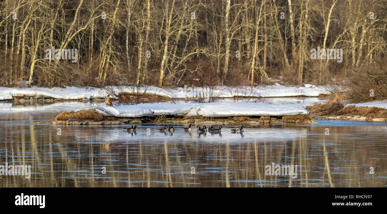 Oche del Canada sul fiume Chippewa in Wisconsin settentrionale. A destra dietro le oche è un immaturo aquila calva in piedi nella neve. Foto Stock