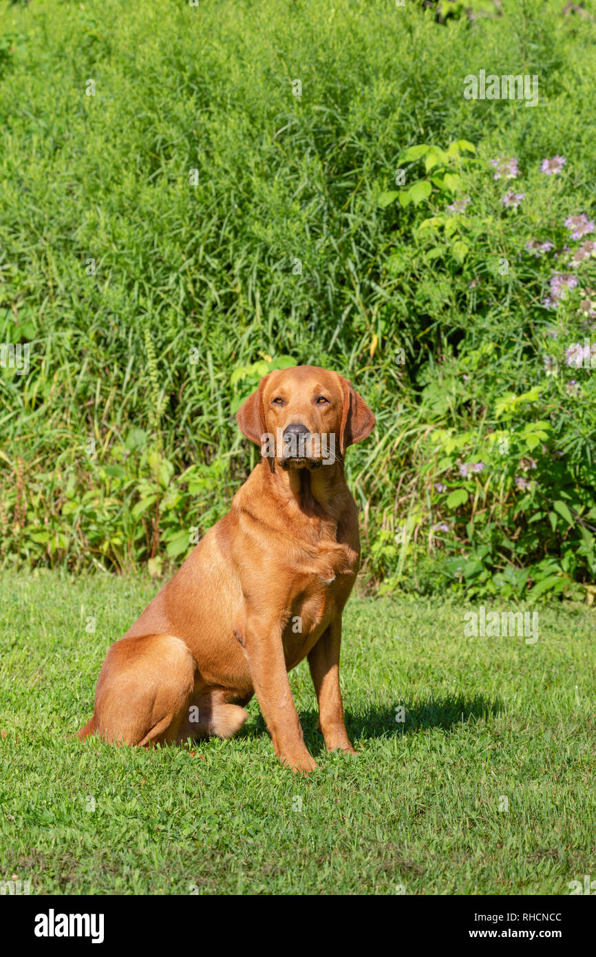 Fox red Labrador retriever Foto Stock