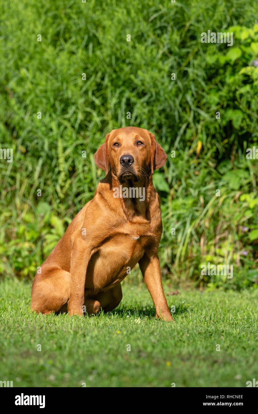 Fox Red Labrador Retriever Foto Stock Alamy