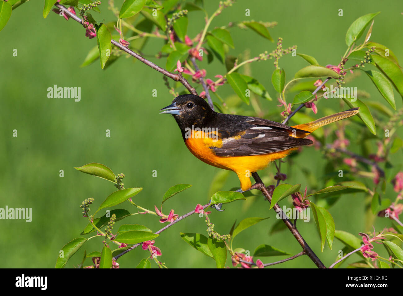 Maschio di Baltimore rigogolo appollaiato in una strozzatura ciliegio. Foto Stock