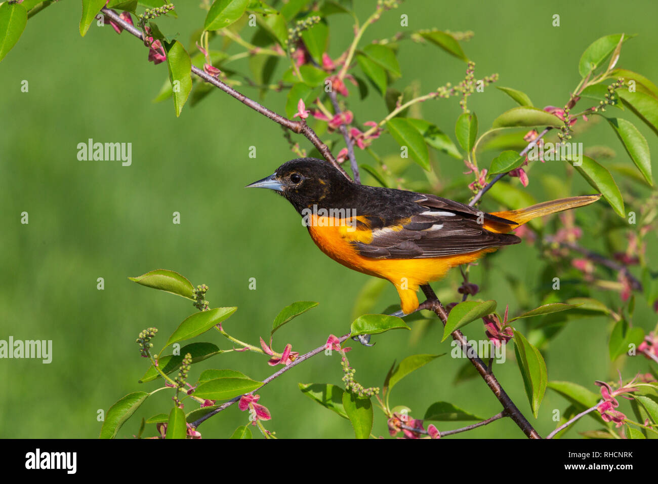 Maschio di Baltimore rigogolo appollaiato in una strozzatura ciliegio. Foto Stock