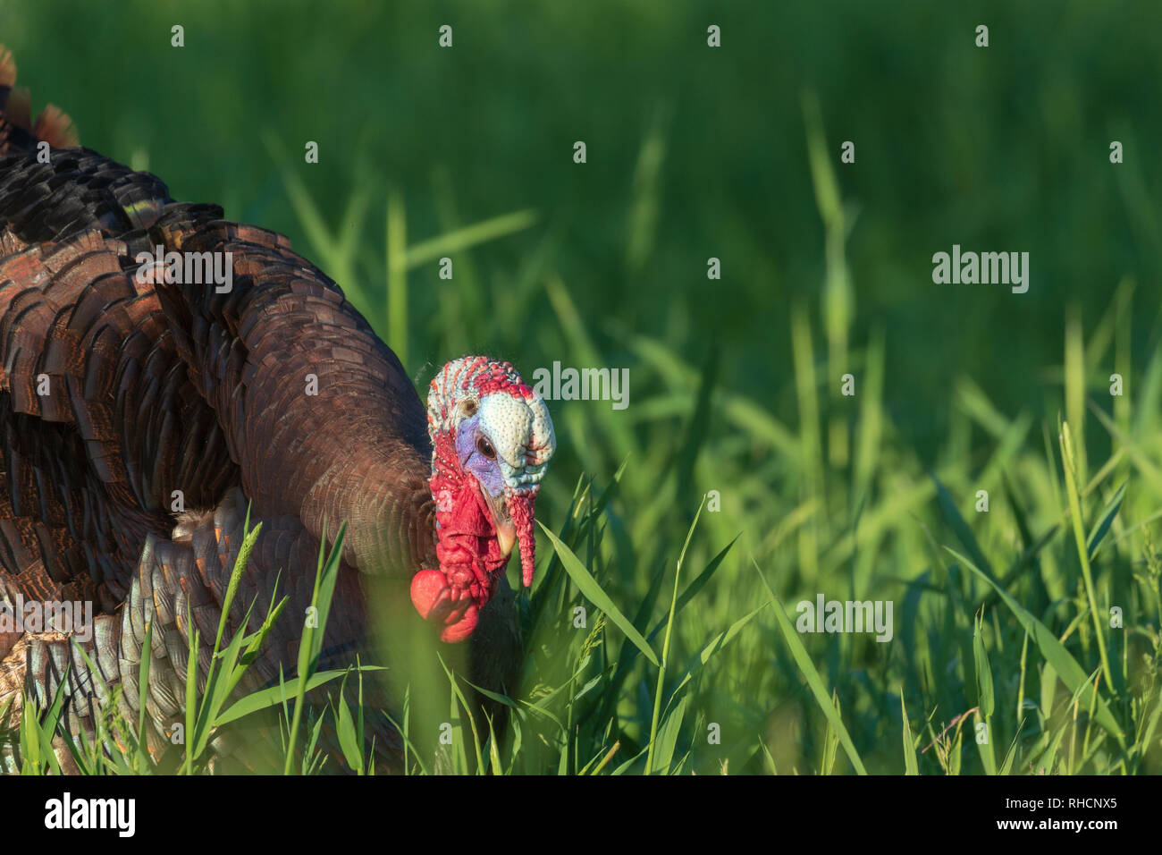 Tom la Turchia nel Wisconsin settentrionale. Foto Stock