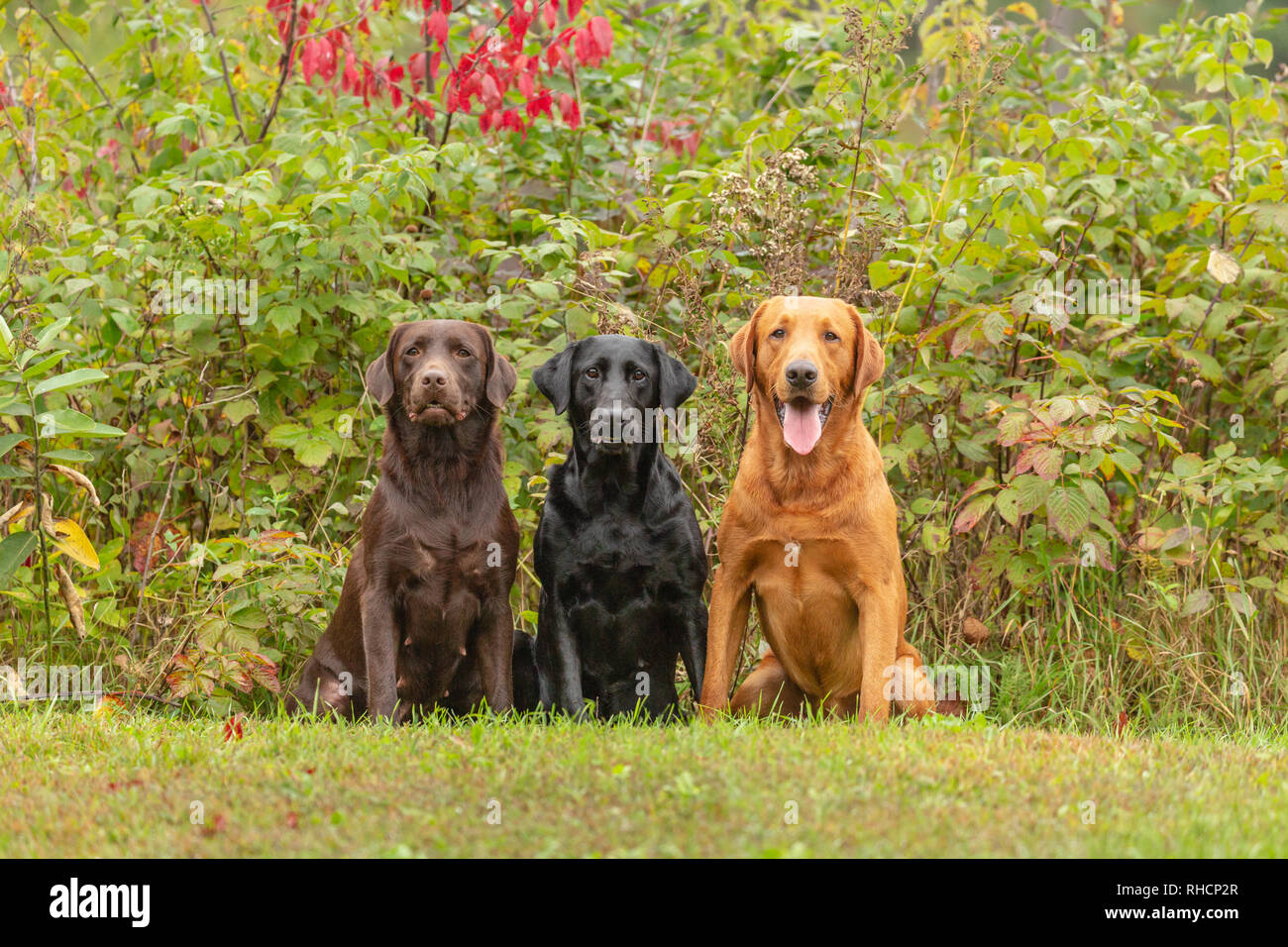 Il Cioccolato Nero E Rosso Di Fox Labrador Retriever Che Pongono Insieme In Un Cortile Di Wisconsin Foto Stock Alamy