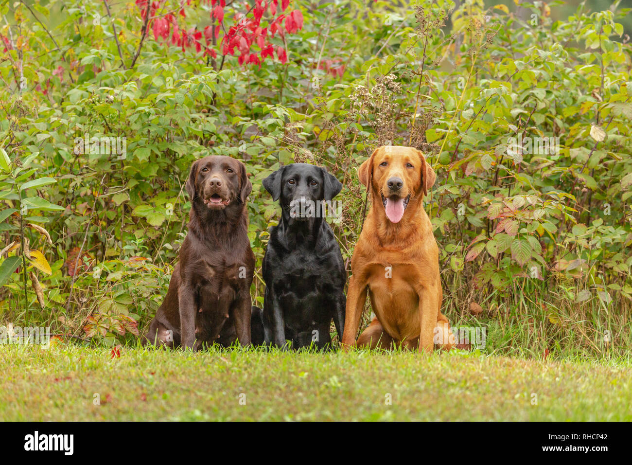 Il cioccolato, nero e rosso di fox Labrador Retriever che pongono insieme in un cortile di Wisconsin. Foto Stock