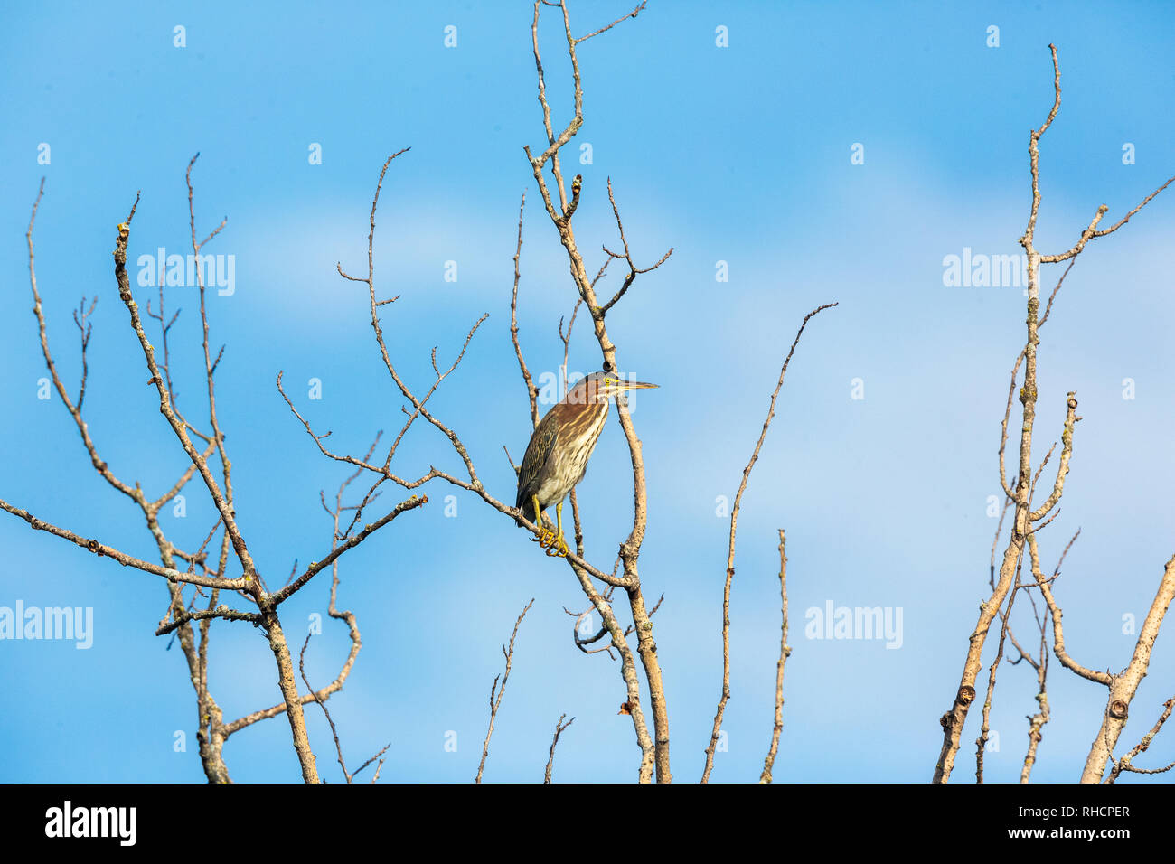 I capretti green heron appollaiato in un intoppo. Foto Stock