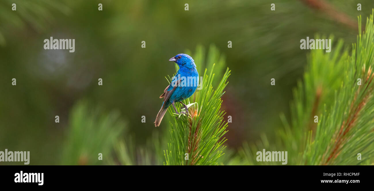 Maschio indigo bunting appollaiato in un rosso pino in Wisconsin settentrionale. Foto Stock