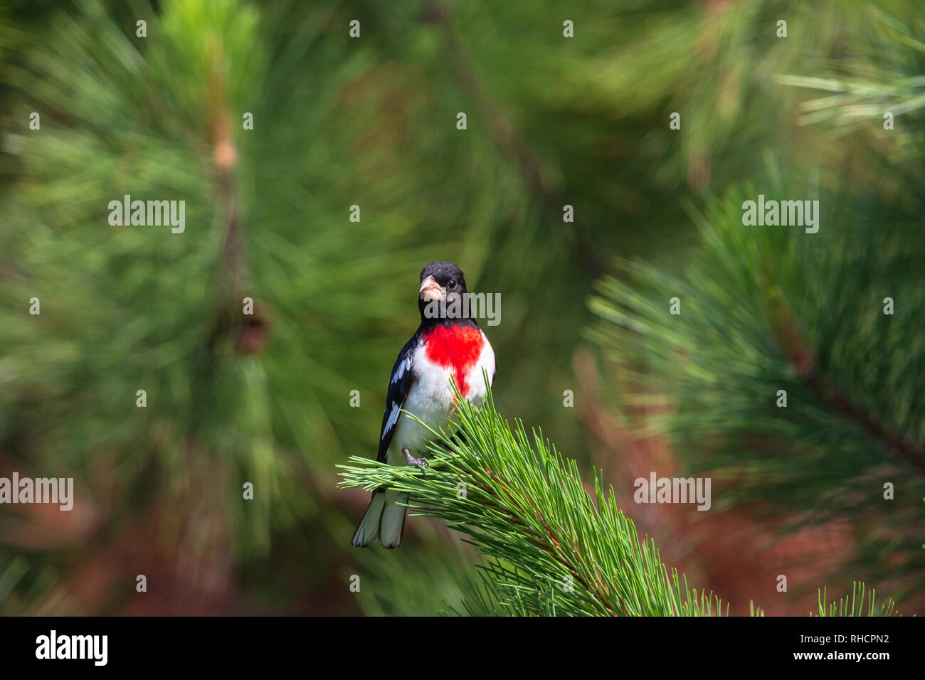 Rosa maschio-breasted grosbeak appollaiato sul ramo di un pino rosso albero. Foto Stock