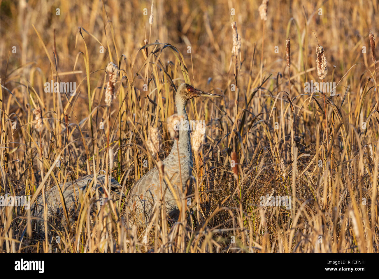 Di fronte fangoso sandhill gru foraggio per il cibo in Crex Prati. Foto Stock