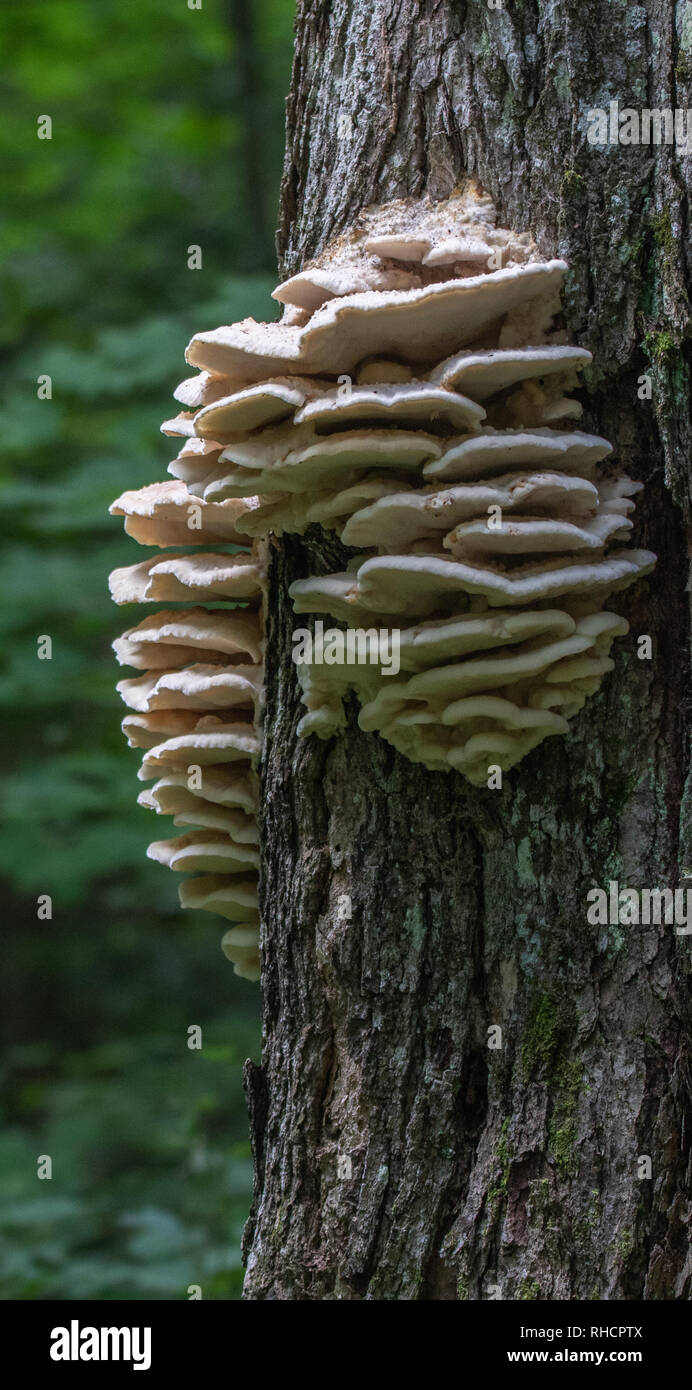 Grande fungo impianto su un vecchio albero di Algonquin Park Foto Stock