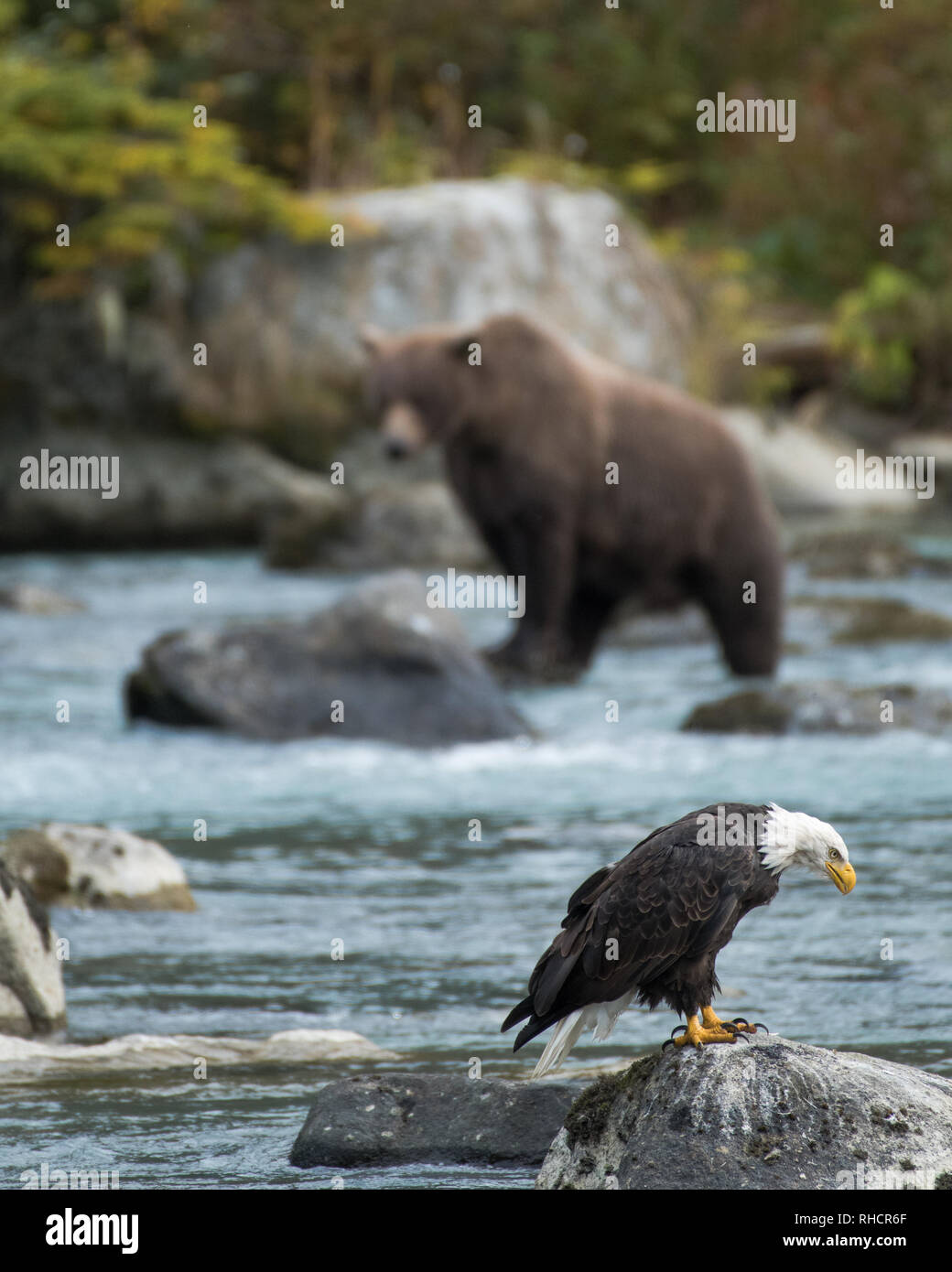 Aquila calva per la pesca del salmone, con marrone (grizzly) recare in background, Chilkoot River, Haines, Alaska, STATI UNITI D'AMERICA Foto Stock