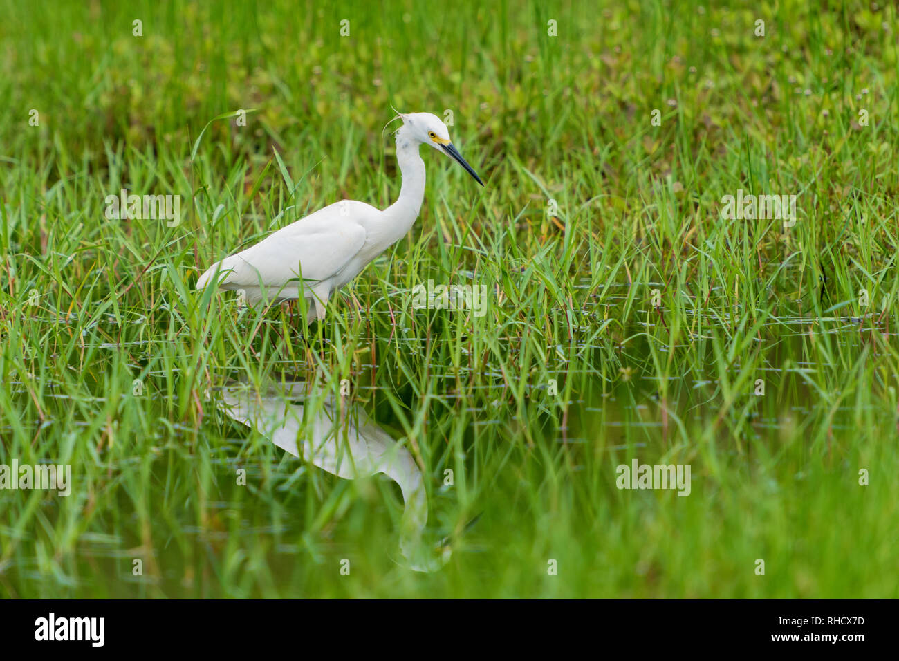 Comune di bianco garzetta Egretta garzetta su erba verde sullo sfondo Foto Stock