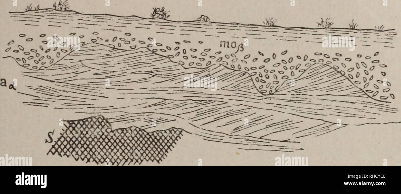 . Bollettino del R. Comitato geologico d'Italia.. La geologia. IL QUATERNARIO IN VAL D'AOSTA B NELLE VALLI DEL CANAVESE 147 una specie di marna sabbiosa potente mezzo metrovia quale Ã¨ sepa- rata dalla sabbia da unà superfÃ¬cie di contatto estremamente irre- golare, vieni mostra la figura. In una cava dieci metri piÃ¹ di una valle, formatoa da onu pozzo pro- fondo otto metri, fra la morena di fondo e la sabbia grigia Ã¨ inter-. Fig. I. â sezione di una cava di sabbia ira il 40Â° ed il 41Â° km della strada provinciale della Valle d'Aosta (fra Montjovet e Saint Vincent). ÃÃW Ã = morena di t'ondo dello stadio Foto Stock