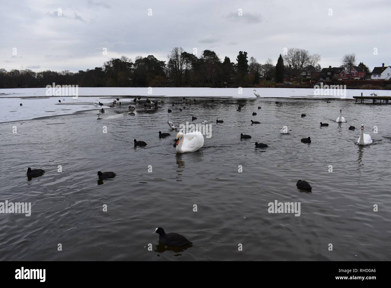 Anatre e cigni su un parzialmente congelati Petersfield Lago (a.k.a Heath Pond), Petersfield, Hampshire, Inghilterra. Foto Stock