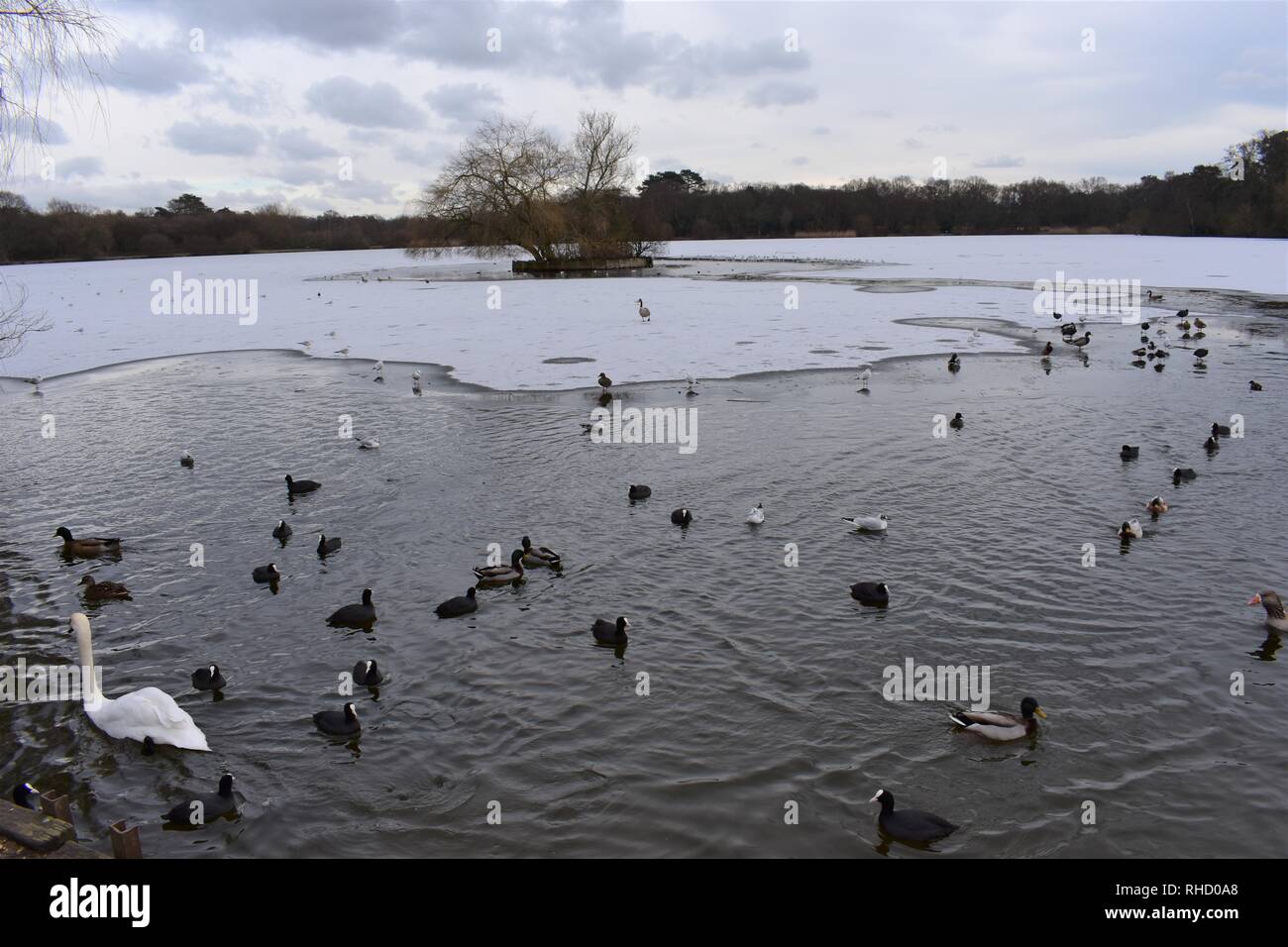 Anatre e cigni su un parzialmente congelati Petersfield Lago (a.k.a Heath Pond), Petersfield, Hampshire, Inghilterra. Foto Stock