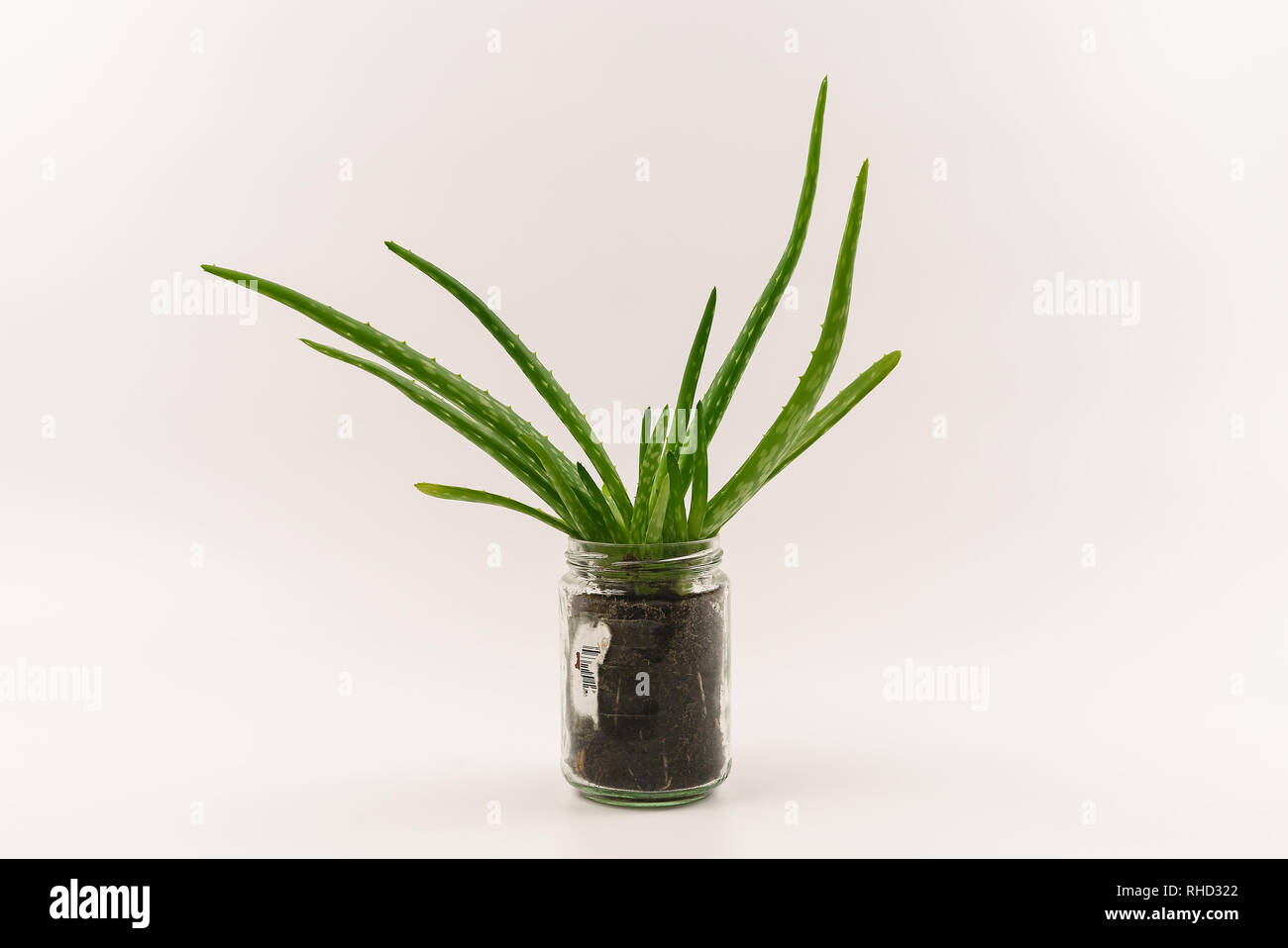 Interruzione di un verde vibrante, sano aloe vera pianta in alternativa riutilizzato hipster vaso di fiori isolati su pulire sfondo bianco. Foto Stock