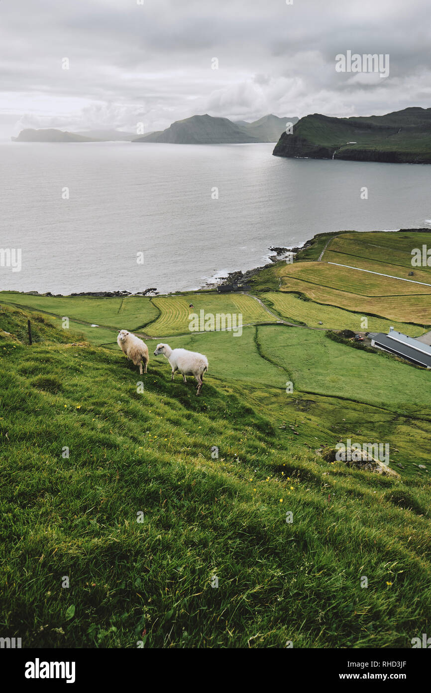 Pecore delle isole Faerøer e i terreni agricoli in robusto verde paesaggio costiero delle isole Faerøer. Foto Stock