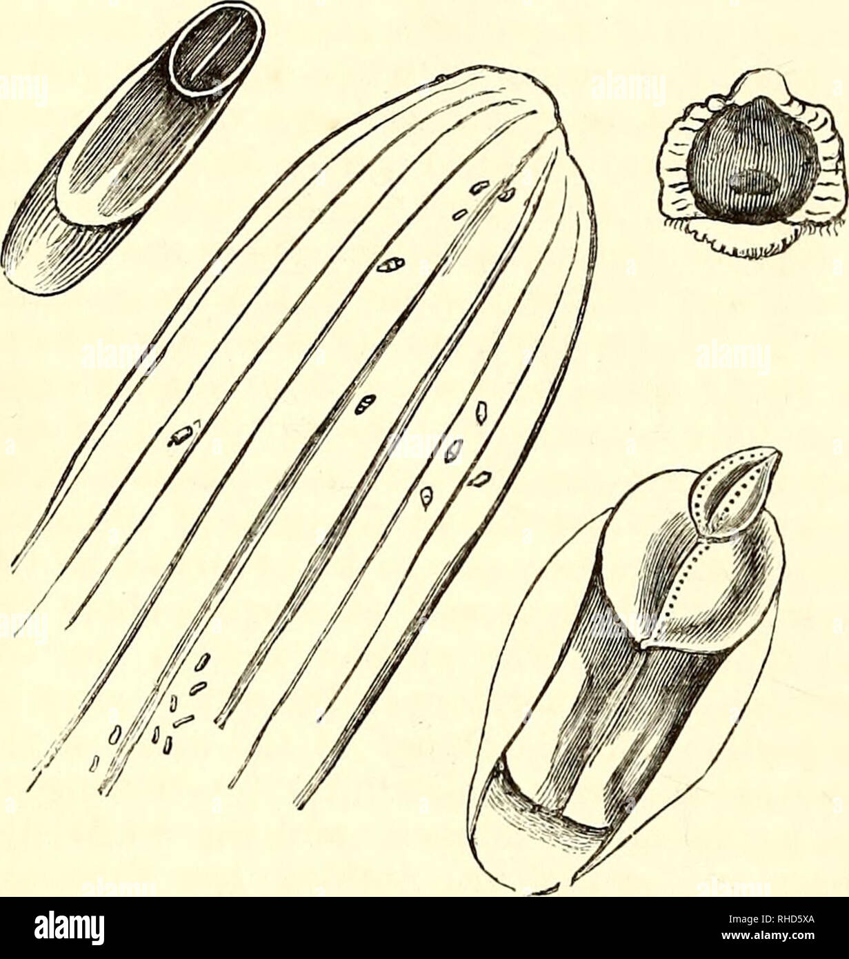 . Il libro del giardino. Il giardinaggio. 824 OPEN fiore-giardino. Il pine-apple scala (Coccus bromelice) infests che frutta sotto male la coltivazione. Aspidiotus echinocacti (Bouche.)-La femmina molto simile a A. nerii, solo che lo schermo è più oblunga, e di un colore più scuro; il maschio è oi^ange o giallo, la pupa lineare, in polvere con il grigio, e doppiamente solcato. Come implica il nome, si è trovato sul echino- cactus, e anche sulla maggior parte delle altre del cactus tribù. Come si accoccola tra le spine e nella profonda angoli delle piante, la sua distruzione è difficile. I fumi di un focolaio di stabile Foto Stock