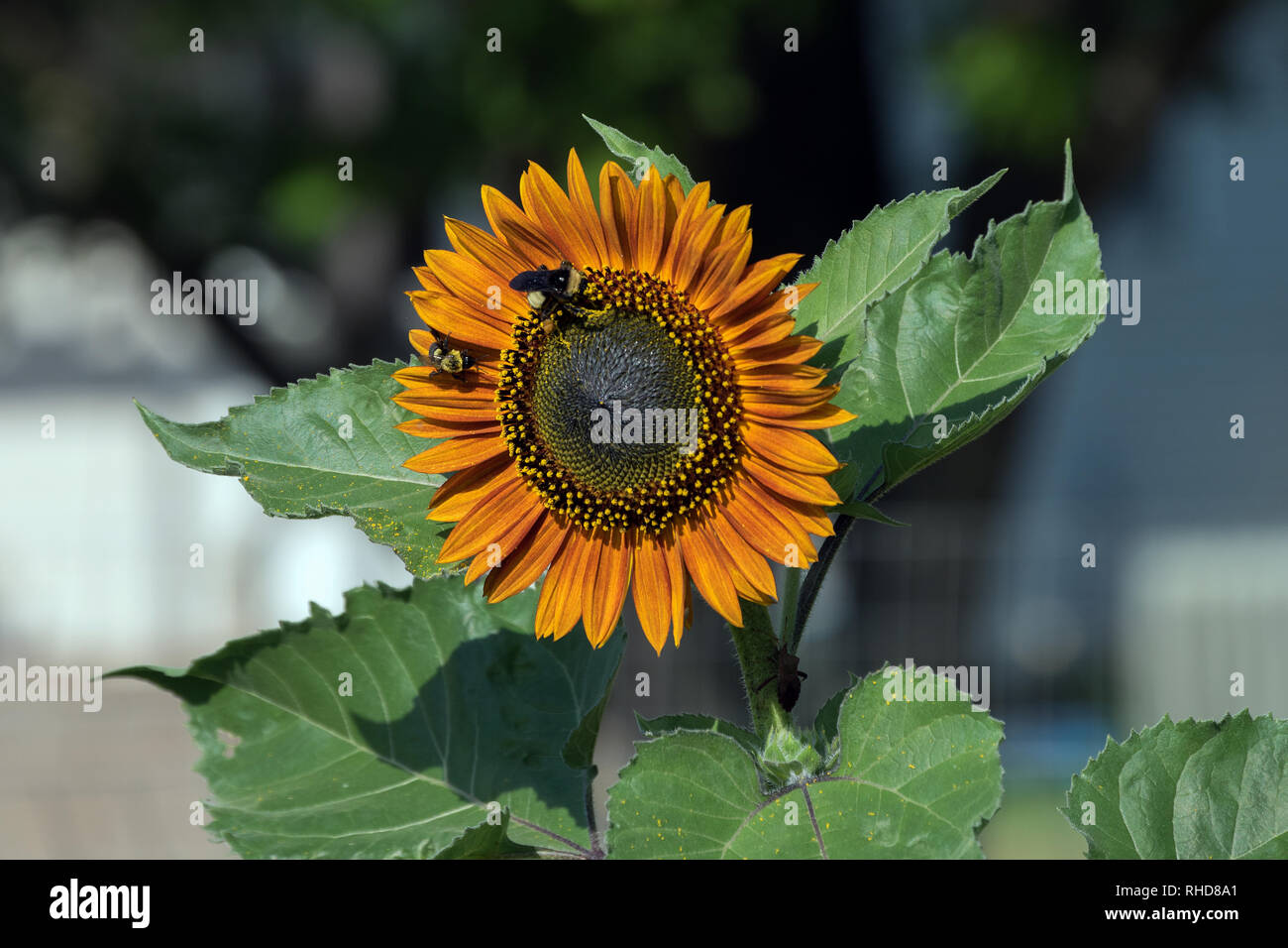 Un paio di bombi lavorare a raccogliere il polline di un arancione girasole con uno sfondo sfocato. Foto Stock