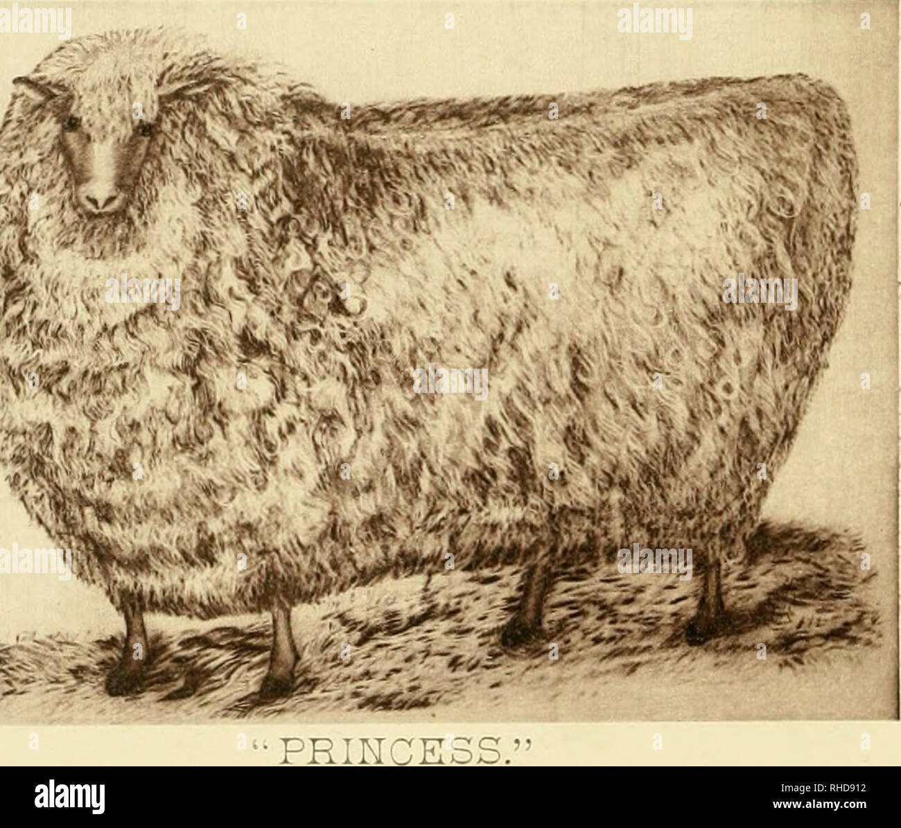 . Il libro di insilamento; o la Nuova Dispensa per gli agricoltori. Esperienza con "insilamento" a "azienda vincente." Come per la produzione di latte per un centesimo per litro; burro per dieci centesimi per libbra; carni bovine per quattro centesimi per libbra; carni di montone per nulla se la lana è trenta centesimi per libbra. Silaggio; bestiame. Tre anni di età. Peso, 302 libbre prima di vello, r2-J libbre; secondo, 18^ libbre; terzo, 17^ libbre. Peso, 195 libbre tranciata e 13 libbre. Si prega di notare che queste immagini vengono estratte dalla pagina sottoposta a scansione di immagini che possono essere state migliorate digitalmente per la leggibilità - Colorazione e aspetto di questi illust Foto Stock