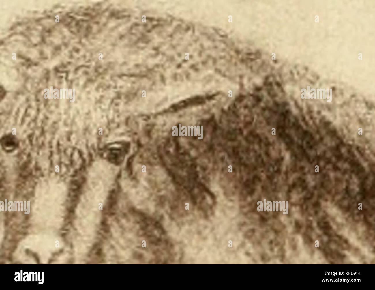 . Il libro di insilamento; o la Nuova Dispensa per gli agricoltori. Esperienza con "insilamento" a "azienda vincente." Come per la produzione di latte per un centesimo per litro; burro per dieci centesimi per libbra; carni bovine per quattro centesimi per libbra; carni di montone per nulla se la lana è trenta centesimi per libbra. Silaggio; bestiame. Tre anni di età. Peso, 302 libbre prima di vello, r2-J libbre; secondo, 18^ libbre; terzo, 17^ libbre. Si prega di notare che queste immagini vengono estratte dalla pagina sottoposta a scansione di immagini che possono essere state migliorate digitalmente per la leggibilità - Colorazione e aspetto di queste illustrazioni possono non assomigliare perfettamente Foto Stock