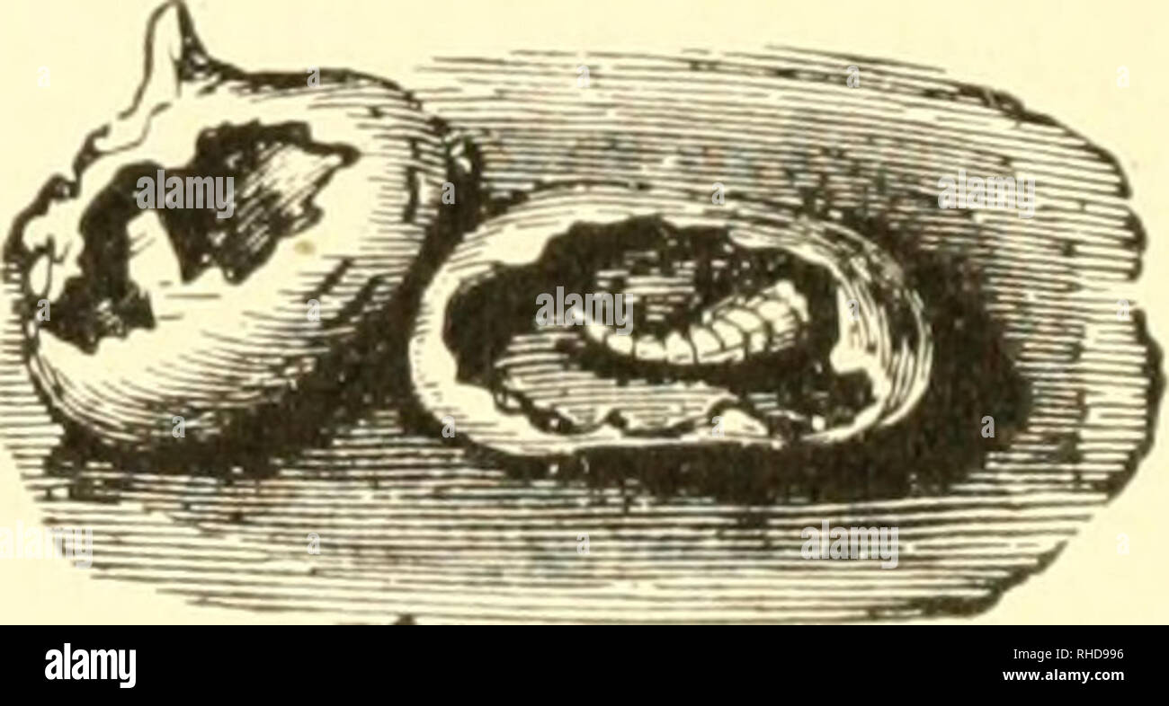 . Il libro di mais;. Il mais. 250 IL LIBRO DI GRANOTURCO quando la molla- è fresco e umido dopo la pianta di mais- ing, così che il seme ammorbidito giace lungo nel suolo senza la germogliazione è particolarmente suscettibile a certi tipi di infortuni ed è in queste condizioni che il nero capo-verme sembra più probabile afifect. Marciume grano è senza dubbio preferito. Esso ha oc- sionally è visto infestano il kernel che aveva cominciato a crescere. Essa vive normalmente nella vecchia sod, alimentazione principalmente sulla vegetazione decadenti vi, e sarà trovato in avviso- in grado i numeri in campi di mais solo nel caso in cui il campo era in erba Foto Stock