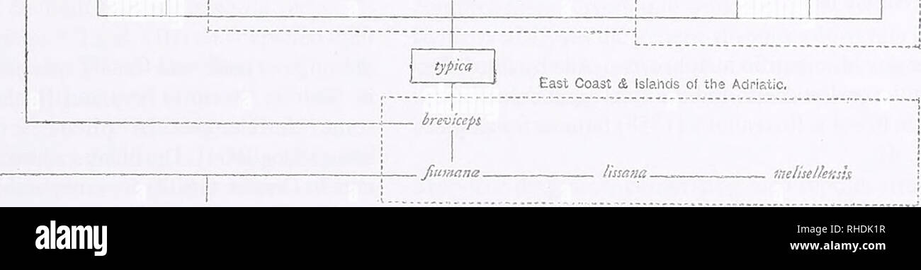 . Bonn bollettino zoologico. Zoologia. Storia tassonomica del genere Lacerta 323 la prima incisione - e la stampa - sono state le tecniche di incisione su legno (XV secolo), e poco più tardi, incisioni in rame. Attorno al 1800 incisione su rame è stato raffinato (incisioni) e il primo molto costose e rare stampe a colori in herpetol- sferimento tecnologico erano basati su di essi (Daudin 1802; vedere Schmidtler 2007) dopo secoli di colorazione a mano. Litografia (il primo lucertole in Schmid 1819) è stato inventato e migliorato di più e di più fino al tempo di chromolithography (vedere Fig. 8). Bewick (es. 1809-1816; Fig. 7) ha rinnovato i tagli di legno Foto Stock