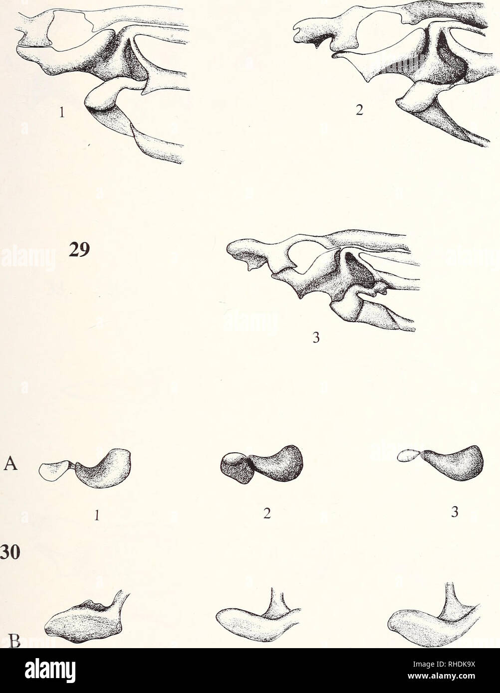 . Bonner zoologische Monographien. Zoologia. 145. 1 2 3 figg.29-30: Hind articolazione di ALA e ALA base di Passalidae. - 29: vista dorsale della seconda piastra basale (compreso BR): 1, Odontotaenius disjunctus (Proculini: Passalinae); 2, Passalus punctatostriatus (Passalini: Passalinae); 3, Aulacocyclus errans (Aulacocyclinae). - 30: dorso-vista laterale del basalare e BScP: un, basalare; b, BScP: 1, Odontotaenius disjunctus (Proculini: Passalinae); 2, Aceraius grandis hirsutus (Passalini: Passalinae); 3, Aulacocyclus errans (Aulacocyclinae). Non in scala. Originali Browne (1993). Si prega di notare Foto Stock