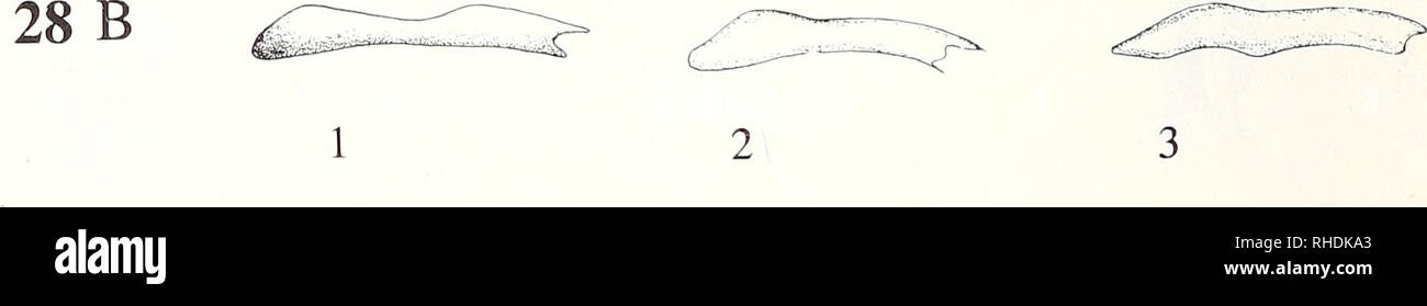 . Bonner zoologische Monographien. Zoologia. Figg.26-28: Hind articolazione di ALA e ALA base di Passalidae. - 26: contorno della piastra mediana di Ceracupes arrowi (Aulacocyclinae). - 27: Dorsodateral vista del terzo ascellare di Passalidae: 1, Oileus sargi (Proculini: Passalinae); 2, Aceraius grandis hirsutus (Passalini: Passalinae); 3, Aulacocyclus errans (Aulacocyclinae). - 28: prima piastra basale: un, dorsale; b, anteriore: 1, Odontotaenius disjunctus (Proculini: Passalinae); 2, Passaluspunctatostriatus (Passalini: Passalinae); 3, Aulacocyclus errans (Aulacocyclinae). Non in scala. Originali Bro Foto Stock