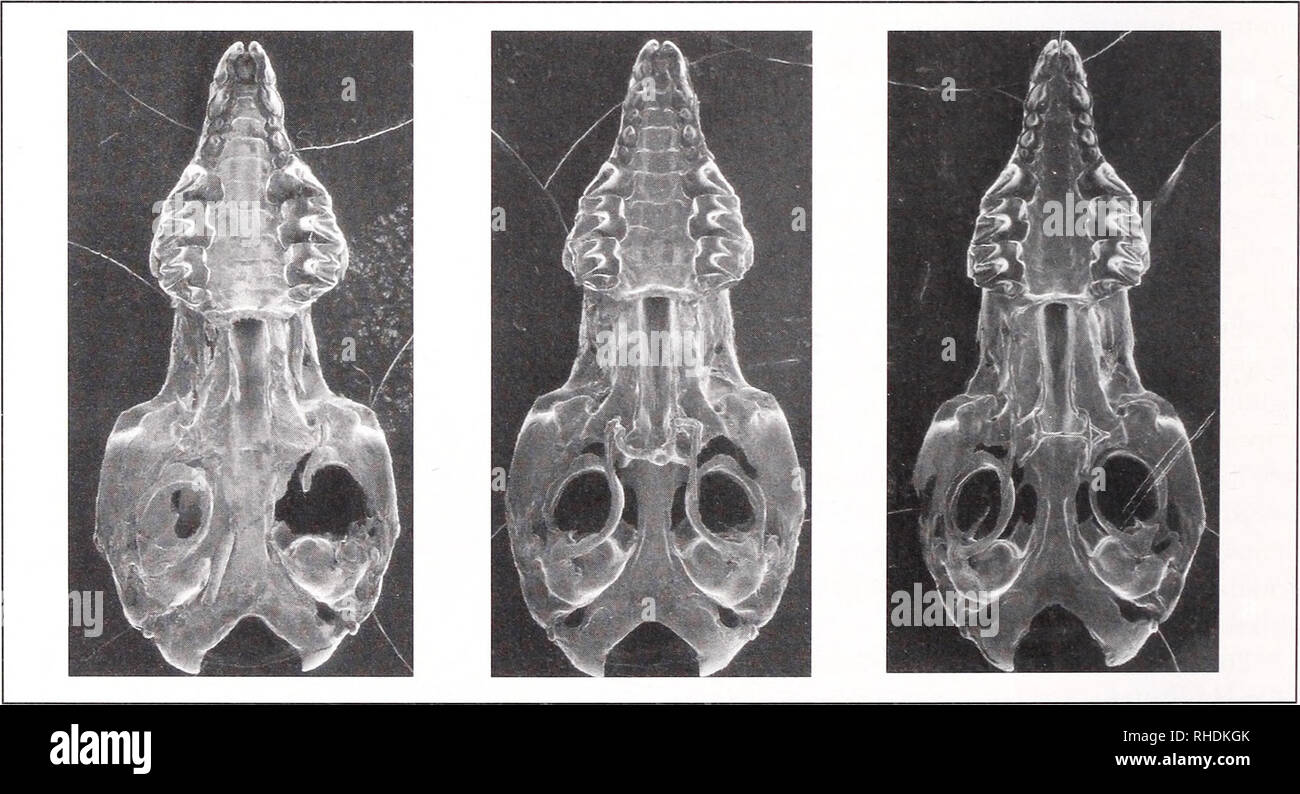 . Bonner zoologische Monographien. Zoologia. BONNER ZOOLOGISCHE MONOGRAPHIEN Nr. 55/2009 Tabella 4. Comunità di toporagni e golden moli associato con acquisizioni di Simcus hututsi. Specie Ruhija Mubwindi Buhoma Ruhondo Rmyirame Ndora (Uganda) /IT J (Uganda) /TT ho (Uganda) (Burundi) (Burundi) (Burundi) Chrysochloris stuhlmanni 1 Crocidura dolichura 1 7 paragrafo 2 2 paragrafo 1 Crocidura lanosa 2 Crocidura maurisca 1 (1) Crocidura niobe 1 Crocidura olivieri ssp. 2 8 3 9(3) 19(1) Crocidura stenocephala 1 (1) r Myosorex habaulti 2 Paracrocidura maxima 2 Ruivenzorisorex suncoides r 1 Scutisorex somereni 1 1 su Foto Stock